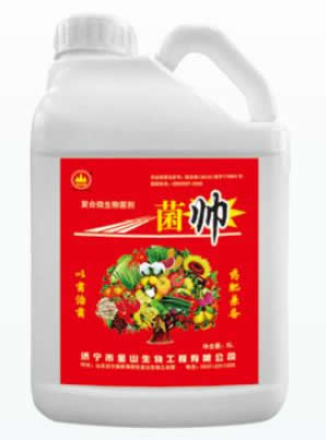 菌帅