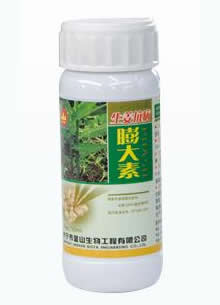 生姜抗病膨大素