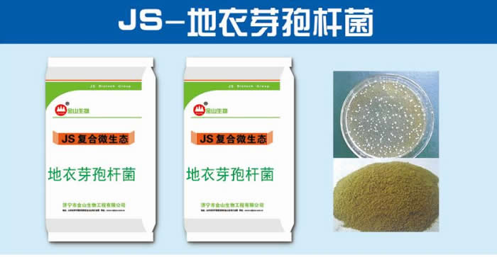 地衣芽孢杆菌.jpg